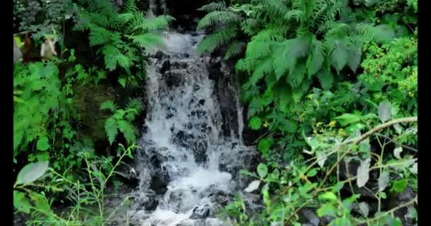 Wald Wasserfall Und Farn Wasser Und Waldpflanzen Hintergrund Wasser Fließt — Stockvideo