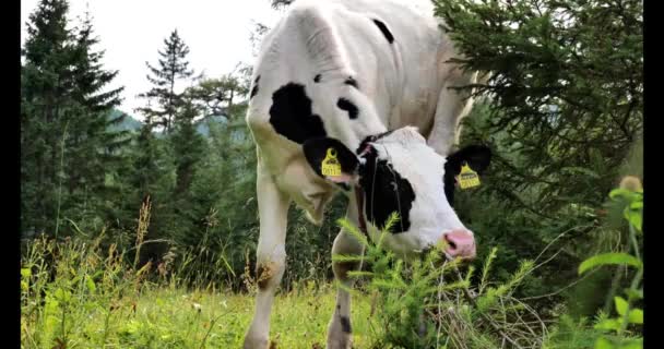 Holstein Fries Runderkalf Een Alpenweide Kauwt Gras Zwart Wit Kalveren — Stockvideo