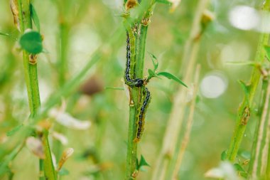 Çiğnenmiş boxwood dallarında yeşil tırtıllar. Bahçe haşereleri. Boxwood haşereleri. Tırtıllar yaprakları ve ağaç dallarını kemirir. Bahçeyi güve tırtıllarına karşı koruyorlar..
