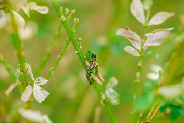 stock image Caterpillars chew on the leaves and branches of boxwood. caterpillars on gnawed boxwood branches.Garden pests. Boxwood pests.Treating the garden against moth caterpillars.