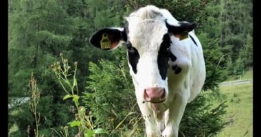 Siyah ve beyaz buzağılar bir çayırda otluyor. Frizya buzağısı bir Alp çayırında otluyor. Hayvan çiftçiliği ve tarım kavramı. İnek yetiştirme ve yetiştirme. 4k görüntü