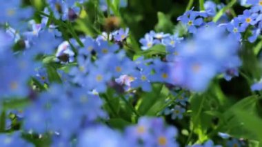 Unutma beni çiçekleri. Gölgeli çiçek bahçeleri. Mavi tonlarda çiçekli bahar arkaplanı. Bahçede beni unut. Güzel mavi çiçekler var. 4k görüntü
