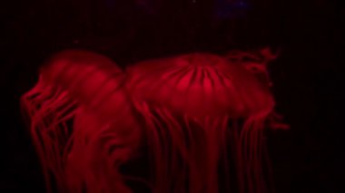 Akvaryumda yüzen siyah arka planda kırmızılı denizanası. Akvaryumda deniz ve okyanus hayvanları. Denizanası kırmızı arka plan. görüntüler