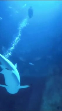 Derin deniz balıkları ve sualtı dünyası. Bir akvaryumun camının arkasında köpekbalıkları ve balıklar. Dikey video. Deniz ve okyanus sakinleri suda yüzer.. 