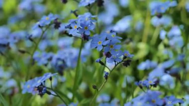 Bahar bahçesindeki çiçekleri unutun, güneş ışığının altında yakın plan yapın. Çiçekler mavi tonlarda olsun. Mavi çiçekler yakın plan. Güzel mavi çiçekler. Bahar gölgesi hoşgörülü çiçekler.
