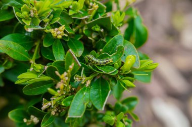  Tırtıl yeşil boxwood dallarına oturur. Tırtıl hareket eder ve bir boxwood çalısı yer. Bahçe haşereleri. Bahçeyi güve tırtıllarına karşı koruyorum. Bahçeyi koruyorum ve sağlığımı koruyorum. 