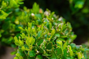 Boxwood haşeresi. Yeşil tırtıl ağaç dallarının üzerine oturur. Tırtıl hareket eder ve bir boxwood çalısı yer. Bahçeyi güve tırtıllarına karşı koruyorum. Bahçeyi koruyorum ve sağlığımı koruyorum. 