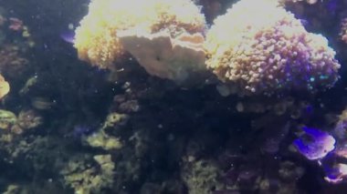 Çok renkli deniz balıkları, mercanlar ve algler. Deniz balığı ve canlıları. Balıklar ve mercanlar okyanus aryumunun camının arkasında..