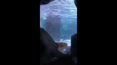 Okyanusun mavi sularında balık. Dikey video. Deniz sakinleri suda yüzer..