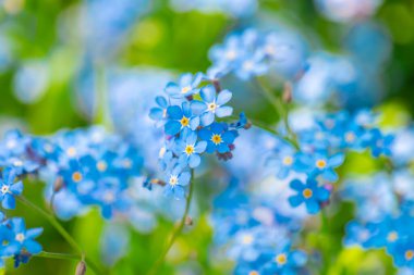 Unutma beni çiçekleri, çiçekleri, mavi çiçekleri, yeşil yaprakları, makroyu, mavi tonlarda arka planı, gölgelere dayanıklı çiçekleri, gölgeli çiçek bahçelerini. 