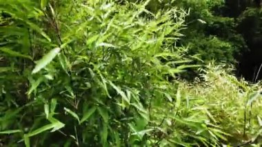 Bahçe merkezindeki kaselerde yeşil bambu. Çocuk odası çeşitleri. Rüzgarda yeşil yapraklı arka plan.. 