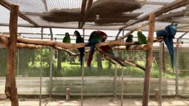 Ara papağanı. Kafesteki bir sürü renkli papağan papağanı. Tropik kuşlar. 4k görüntü