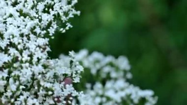 Çiçek açan Valerian memurları. Yeşil bir bahçede beyaz kediotu çiçekleri tutan eller. 4k görüntü