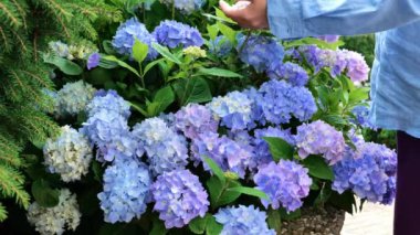 Bahçıvan ve Mavi ortanca çiçekleri. Bahçecilik ve çiçekçilik görüntüleri.