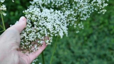 Valerianlı resmî görevli. Yaz yeşili bir bahçede kedigillerin beyaz çiçeklerini tutan eller. Şifalı çiçekler ve bitkiler. 4k görüntü