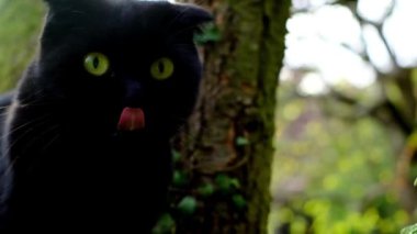 Siyah kedi portresi. Siyah kulaklı bir kedi kendini yalıyor ve kameraya bakıyor. Duygusal siyah kedi portresi. 