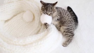 İskoç tekir kedisi beyaz ponponlarla beyaz örülmüş sıcak bir yatakta oynuyor. Sevimli hayvanlar. Yavaş çekim.. 