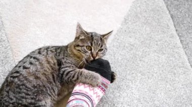 Kedi oyunları. Kedi halının üstünde bir adamla oynuyor. Yukarıdan görüntüle. 