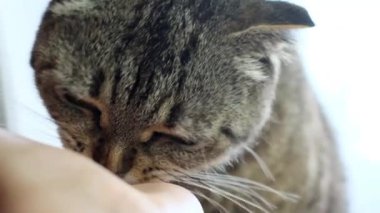  Tekir kedi elleriyle kuru yemek yer. Kedi elleriyle yemek yer. Bir kediyi elle besler..