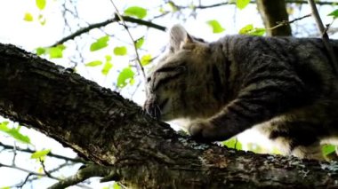 Kedi yavrusu ağaca tırmanıyor ve pençelerini keskinleştiriyor. Ağır çekim. Sarı sonbahar yapraklı bir ağaçtaki kedi yavrusu. Sonbahar kedisi bahçede dışarı çıkar. Tam HD görüntüler