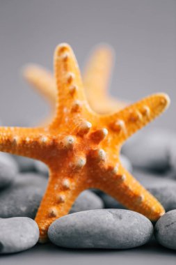 SEA duvar kağıdı. Gri çakıl taşları ve deniz yıldızı dokusu. Turuncu-gri tonlarda deniz arkaplanı. Deniz dekoru 