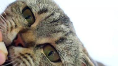 Kediyi besliyorum. Kedi yiyecekleri eliyle yer. Arka plandaki bulanık ışıkta bir kediyi elle besler. İskoç tekir kedisi yer. 