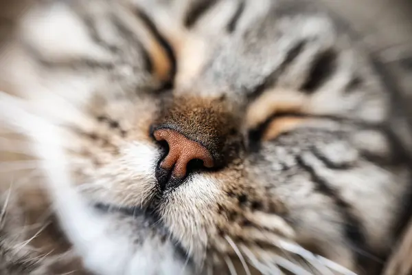 Tabby cat face. Cats nose.Muzzle of a sleeping cat with closed eyes.Lovely pets.Pets.Cute striped Cat