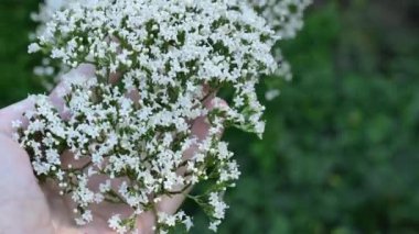 Valerian bitkisi. Eller Valerian memurlarının beyaz çiçeklerini besler. 4k görüntü