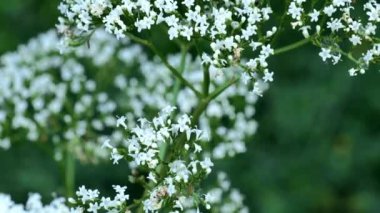 Valerian yetkilileri yakın plan. Tıbbi kediotu çiçekleri. 4k görüntü
