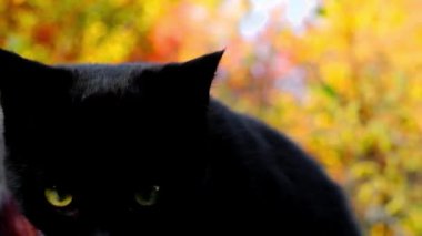 Sonbahar bahçesindeki siyah kedi yavrusu. Siyah bir kedinin portresi. Kameraya bakıyorum.. 