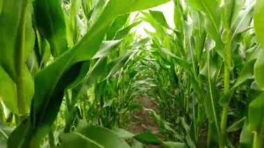 Mısır bitkileri. Genç mısırların arasında yürüyorum. Mısır yetiştiriyorum. Yeşil mısır arka planda kalıyor. 4k görüntü