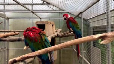 Ara papağanı. Papağanlar bir kafeste sırıkların üzerinde oturur ve yürür. Büyük yeşil papağan papağanı bir kafe.45 'lik görüntüde.