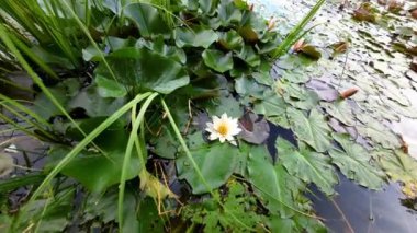 Gölette beyaz nemfoman. Suda yaprakları olan beyaz nilüferler. Su çiçekleri ve bitkiler. Su bitkileri 4k görüntülü desen