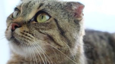 Kedi bakışı. Yeşil gözlü İskoç bir kedinin portresi bulanık bir arka planda. Tam HD görüntüler