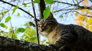 Sarı sonbahar yapraklı bir ağaçtaki kedi yavrusu. Sonbahar kedisi bahçede dışarı çıkar. Sonbahar yaprakları olan bir ağaçta İskoç tekir kedisi. Ağaçtaki kedi yavrusu. Sonbahar evcil hayvanları. Yavru kedi bak..