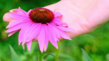 Ekinezya purpurea yakın planda. Canlı pembe ekinezi bir yaz bahçesinde çiçek açar. Şifalı çiçekler ve bitkiler. Doğal geleneksel tıp ve alternatif homeopati. 