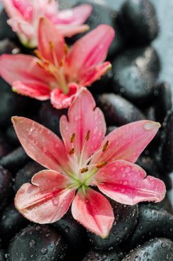 Su damlalarındaki Karadeniz çakıl taşlarının üzerindeki pembe zambaklar. Çiçekler, su ve taşlar. Su damlaları narin zambak yapraklarının üzerine düşer.