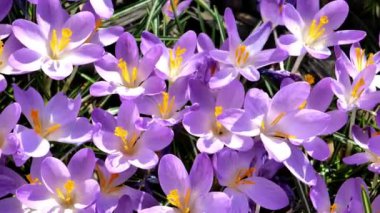 Bahar bahçesinde çiçek açan timsahlar, parlak gün ışığında. Ampul çiçekleri. Crocus çiçek yatağı. 4k görüntü