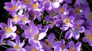 Kroküs çiçeği yatağı. Bahar bahçesinde çiçek açan timsahlar. Parlak gün ışığında. Narin çiçekleri olan güzel bir arka plan. Mor bahar çiçekleri. 4k görüntü