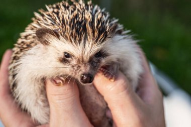 Erkek ellerinde Afrika kirpisi. Kirpi ağızlığı yakın plan dikenli hayvan. Hayvanlarla iletişim..