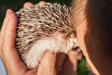 Erkek ellerinde Afrika cüce kirpi. Kirpi ağızlığı yakın plan. Evcil hayvanlarla iletişim..