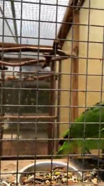 Kafesteki yeşil papağan kameraya bakıyor. Dikey video. Tropikal kuşlar. Kafesteki renkli papağan. Yeşil mavi tüylü papağanlar. 4k görüntü