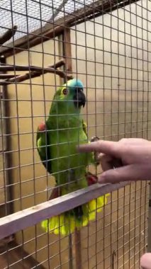 Papağan insanlarla oynuyor. Yeşil bir papağan parmaklıklardan geçen bir insanla oynar, yakın plan. 4k görüntü