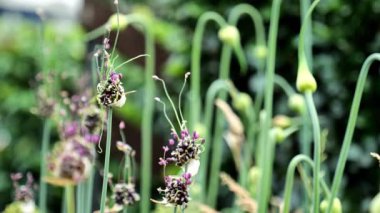 Soğan kıllı çiçek. Allaryum arka plan. Güzel dekoratif soğanlar. 4k görüntü