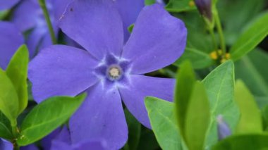 Periwinkle mavi çiçekleri. Çiçekler ve bitkiler. Mavi ve mor bahar çiçekleri. 4k görüntü