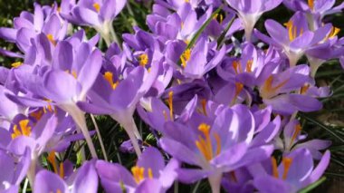 Crocus çiçeği. Mor bahar çiçekleri. Bahar soğanı çiçekleri. Bahar bahçesinde Crocus çiçekleri açar, güneş ışığıyla yıkanır. Narin çiçekleri olan güzel bir arka plan. 4k görüntü