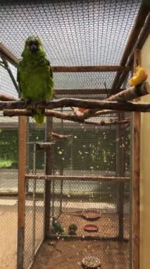 Yeşil papağan bir kafeste bir dalı ısırıyor. Dikey video. Tropik kuşlar. Yeşil mavi tüylü papağanlar. 4k görüntü