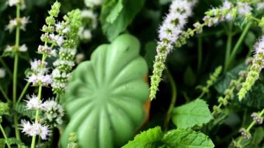 Madeleine Mint Cookies.Madeleine biscuit cookies with green glaze and blooming mint branches close-up. Sweets with mint extract.French madeleine cookies. 4k footage