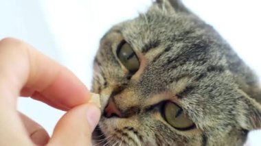 Kediyi besliyorum. Kedi yiyecekleri eliyle yer. Arka planda bulanık bir kediyi elle besler. İskoç tekir kedisi kuru yiyecekleri elinden yer.. 