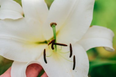 Lily Flowers. Yaz bahçesinde elinde beyaz zambak. Yaz çiçekleri bembeyaz